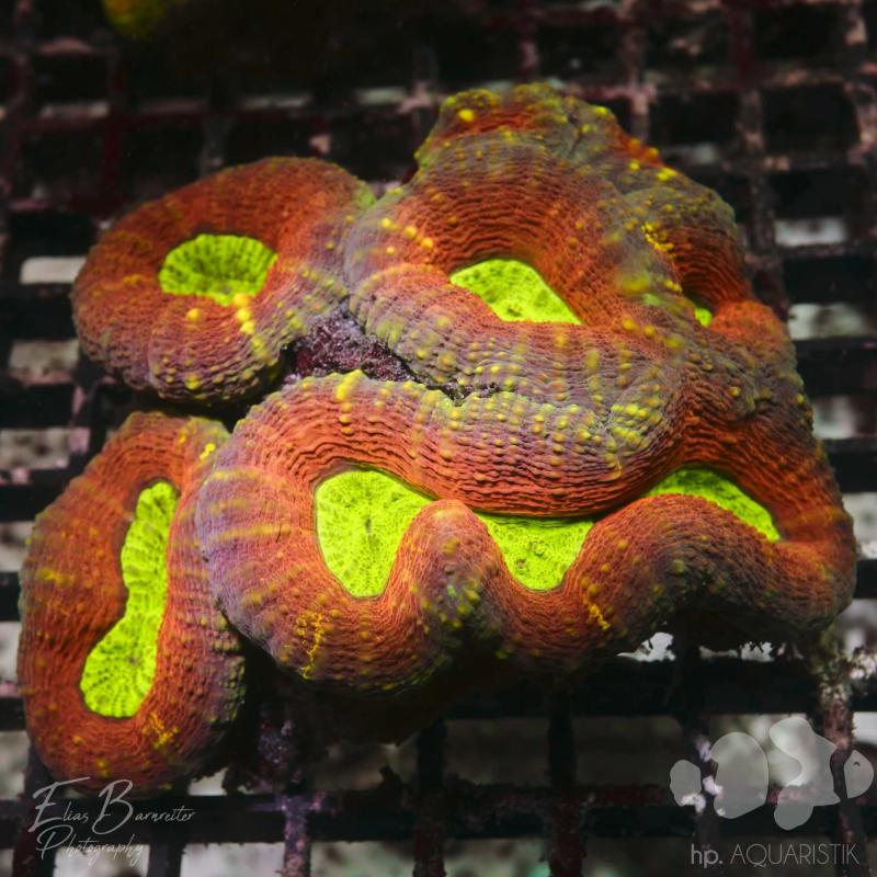 Lobophyllia Ultra